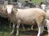 Şanlıurfa Yöresindeki Koyunlarda Sindirim Sistemi Nematodlarının Yaygınlığı