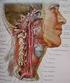 Orta Serebral Arterin Önemli Bir Dalı; Temporal Arter: Anatomik Çalışma