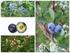 CHARACTERIZATION OF PHENOLIC COMPOUNDS OF BLUEBERRY SPECIES GROWN IN TURKEY
