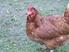 Tavuğun Evcilleştirilmesi ve Türkiye Yerli Tavuk Irkları* Chicken Domestication and Indigenous Chicken Breeds of Turkey