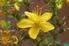 Ege Bölgesi Florası Kantaron (Hypericum perforatum L.) Populasyonlarında Uygun Kemotiplerin Belirlenmesi ve Islahı 1
