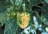 Yazlık Kabakta (Cucurbita pepo L.) Ovaryum Kültürü Yoluyla Haploid Bitki Elde Edilmesi