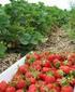 Determination of Production Possibilities of Strawberry Runner Plants in Van Ecological Conditions