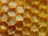 Egg Structure and Embryo Development in Honeybees (Apis mellifera L.) Ethem AKYOL
