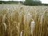 Alternatif Gübrelerin Farklı Ekmeklik Buğday Çeşitlerinin Tane Verimi, Verim Komponentleri ve Kalite Özelliklerine Etkileri