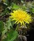 Investigation of the Effect of Dandelion Plant (Taraxacum Officinale) on Calcium Oxalate Monohydrate Crystal Growth