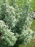 Türkiye de Doğal Olarak Yetişen Artemisia L. (Asteraceae) Cinsine Ait Üç Türün Morfolojik Özellikleri Bakımından İncelenmesi