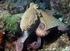 İzmir Körfezi nde (Ege Denizi) Kafadanbacaklı (Cephalopoda) Türlerin Bazı Morfolojik Özelliklerinin Belirlenmesi Üzerine Bir Araştırma