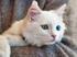 Bir Van ırkı kedinin kuyruk bölgesinde rastlanılan fibrosarkoma olgusu