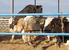 Çukurova Bölgesi Entansif Süt Sığırcılığı İşletme Koşullarında Siyah Alaca İneklerin Döl Verim Perform ansları( }