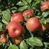 53. Tree and Fruit Characteristics in Some Apple Varieties Practiced Slender Spindle Training System