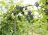 Determination of The Bud Fertility of Some Grape Varieties Grown in Konya and Kayseri