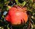 Farklı Bölgelerde Yetişen Hicaznar (Punica granatum L.) Meyvelerinin Bazı Fiziksel Özelliklerinin Karşılaştırılması
