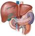 Akut Karaciğer Yetmezliği, Etyoloji, Tanı ve Tıbbi Tedavi