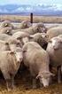Socio-economic Importance of Sheep Breeding Farms in Ardahan Province