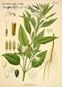 TANIMI VE ÖNEMİ Susam dik büyüyen tek yılık bir bitkidir. Boyu ( cm) ye kadar uzayabilir. Gövdeler uzunlamasına oluklu (karıklıdır) ve sık tüylü