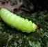 Caterpillar (Lepidoptera) communities on oak (Quercus pubescens) in Ankara Province (Turkey) 1