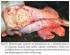 Postmortem studies on macroscopic lesions of the genital organs as to bovine infertility