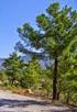 Kızılçamdan (Pinus brutia Ten.) Üretilen Tabakalı Kerestede Cam Lifi ve Çelik Plaka ile Güçlendirmenin Eğilme Performansına Etkisi