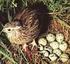 Yerleşim Sıklığının Kafeste Yetiştirilen Japon Bıldırcınlarında (Coturnix coturnix japonica) Bazı Yumurta Kalite Özellikleri Üzerine Etkisi