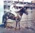 Geçmişten Günümüze Şanlıurfa Hipodromu At Yarışları İle İlgili Bir Araştırma