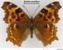 E. Takım: Lepidoptera. 1. Familya: Pyralidae 2. Familya: Galleriidae 3. Familya: Tineidae 4. Familya: Gelechiidae