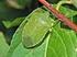 Nezara viridula (L.) (Hemiptera: Pentatomidae) nın Besin Tercihine Zamanın Etkisi