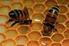 Arı Ürünlerinin Antioksidan Özellikleri ve Biyoyararlılığı