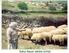 Menemen Koyunlarında Kimi Verim Özelliklerinin Belirlenmesi Üzerine Bir Araştırma