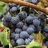 Adaptation of Some Grape Cultivars to Van Ecological Condition