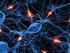 Beyinin yapısı (sinir sistemi ve nöronlar (sinir hücreleri)