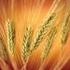 Türkiye de Yetiştirilen Bazı Makarnalık Buğday Çeşitlerinde Genetik Farklılıkların Belirlenmesi a