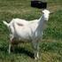 Ankara keçilerinde süt verimi ve oğlaklarda büyümeye etkisi