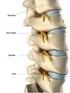 COLUMNA VERTEBRALIS (OMURGA)