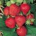 Responses of Some Strawberry (Fragaria x ananassa L.) Cultivars to Salt Stress