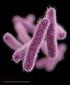 Antimicrobial Resistance in Shigella Species: Eight Year Follow-Up
