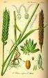 Çinko Uygulamasının Makarnalık Buğdayın (Triticum durum Desf.) Verim ve Bazı Kalite Özellikleri Üzerindeki Etkisi