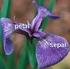 iris setosa iris versicolor iris virginica