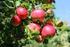 Elma Meyvesinin Organik Asit İçerikleri ile Bitki Besin Elementleri Arasındaki İlişkiler