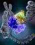 DNA Tamiri ve Rekombinasyonu