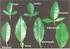 Bazı Turunçgil (Rutaceae) Yapraklarından Elde Edilen Renklerin Subjektif ve Objektif Yöntemle Değerlendirilmesi