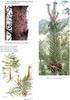 55 Araştırma Makalesi. Kızılçam (Pinus brutia Ten.) ın Üç Uç Populasyonuna Ait Bazı Tohum Özellikleri