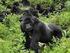 Ruanda'da Goril Safarisi Ve Kenya