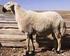 Kış Koşulları Altındaki Akkaraman ve Tuj Koyunlarının Yaş ve Cinsiyete Göre Serum Bakır ve Çinko Düzeyleri