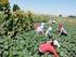 Erzurum İli nde Organik ve Konvansiyonel Tarım Yapan İşletmelerinin Büyüklük Kriterleri Bakımından Karşılaştırılması