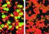 EPSTEIN BARR VIRUS (VCA) IFA SLIDE