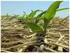 Antalya İlinde Yürütülen Koruyucu Toprak İşleme ve Doğrudan Ekim Çalışmaları