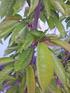 Farklı Potasyum Dozları ile Gübrelemenin Sofralık İncirde Meyve Kalitesine Etkisi (Ficus carica L. cv Sarılop) *
