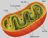 Enerji metabolizması: I. Mitokondri