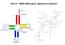 Ders 8 trna-rrna yapısı, İşlenmesi ve İşlevleri